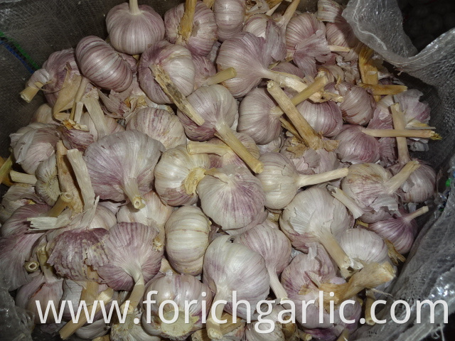 2019 Fresh Normal Garlic